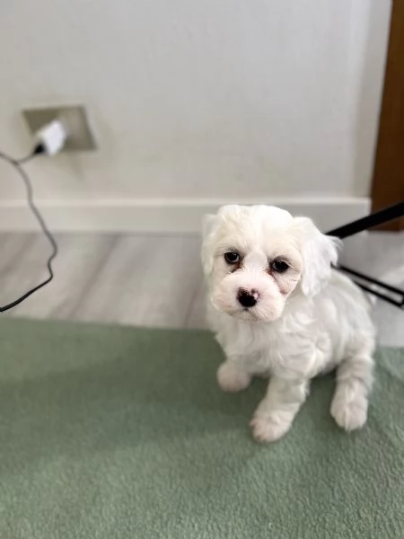 Bichon frise a poil | Foto 2