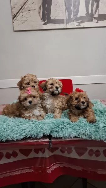 Cucciolata di Maltipoo 