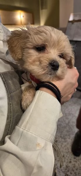 Cucciolata di Maltipoo  | Foto 4