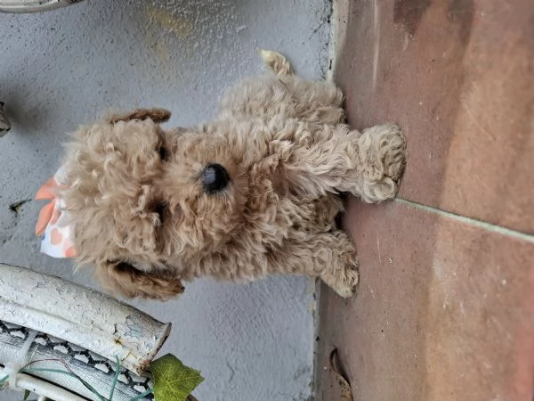 Cucciolata di Maltipoo  | Foto 2