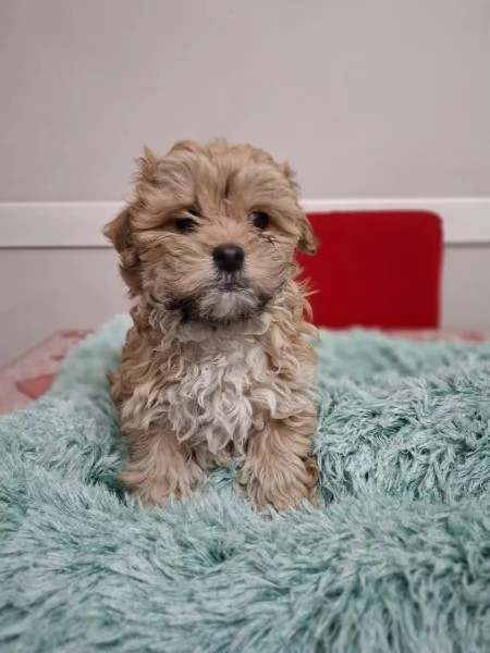 Cucciolata di Maltipoo  | Foto 0