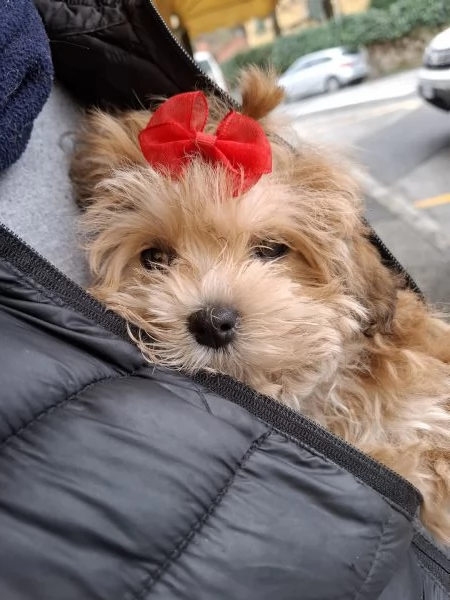 Cuccioli di Maltipoo  | Foto 1
