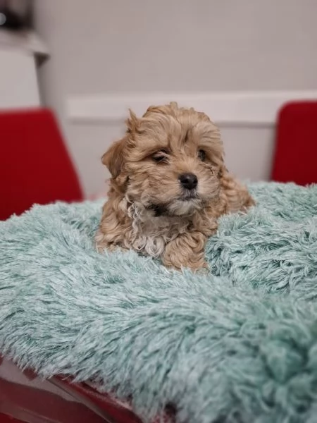 Cuccioli di Maltipoo  | Foto 0
