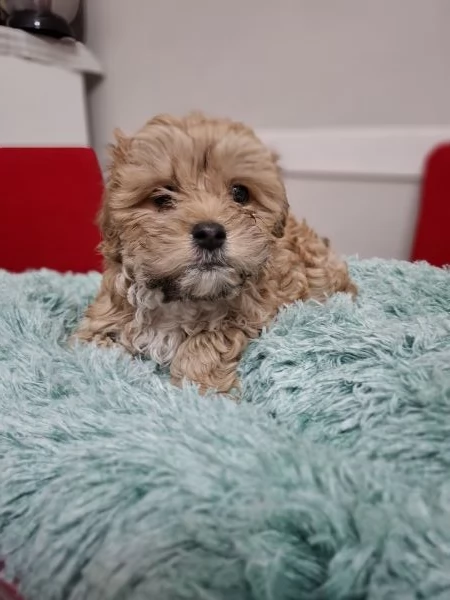 Cuccioli di Maltipoo 