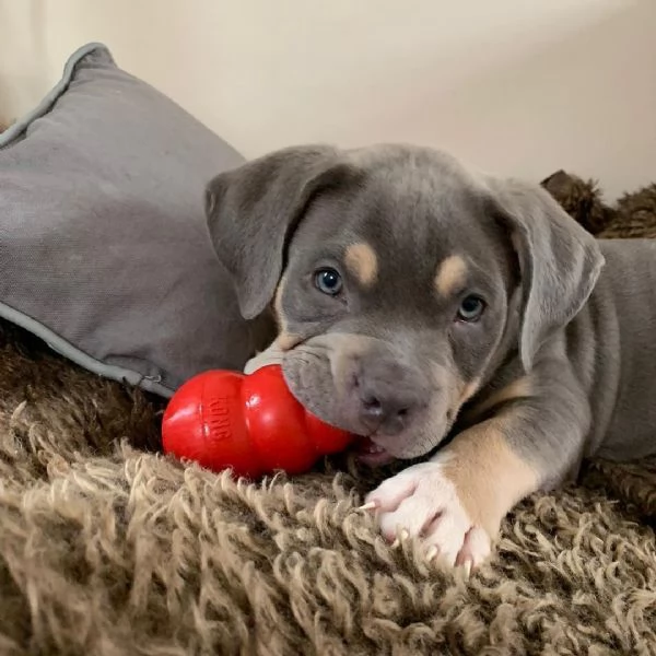 Cucciolo Pitbull in adozione | Foto 0