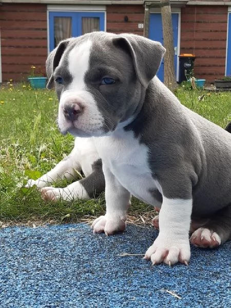 Cucciolo Pitbull in adozione