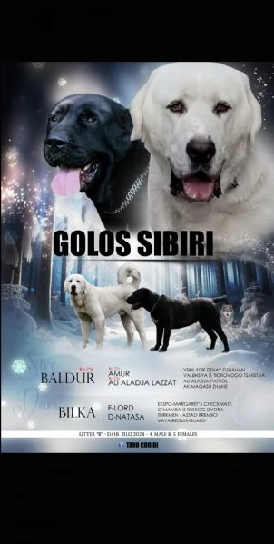 Cani di razza pura  | Foto 1