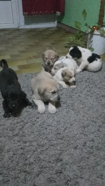 Cani di razza pura  | Foto 0