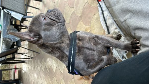 Bulldog francese femmina 