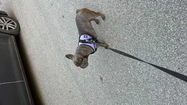 Bulldog francese femmina  | Foto 3
