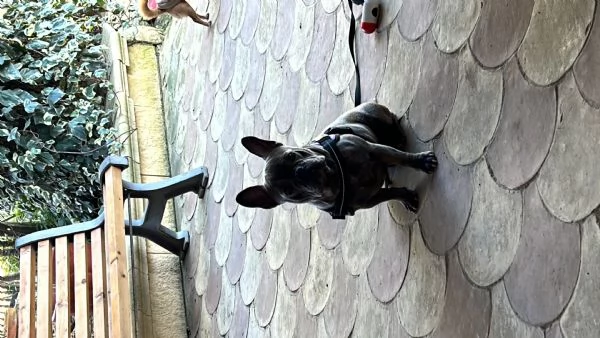 Bulldog francese femmina  | Foto 2