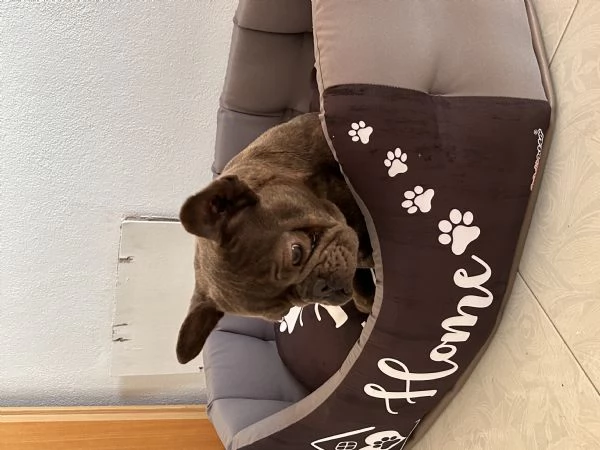 Bulldog francese femmina  | Foto 1