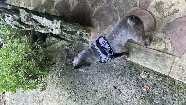 Bulldog francese femmina  | Foto 0