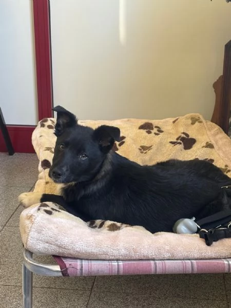 Cane Border collie  | Foto 0