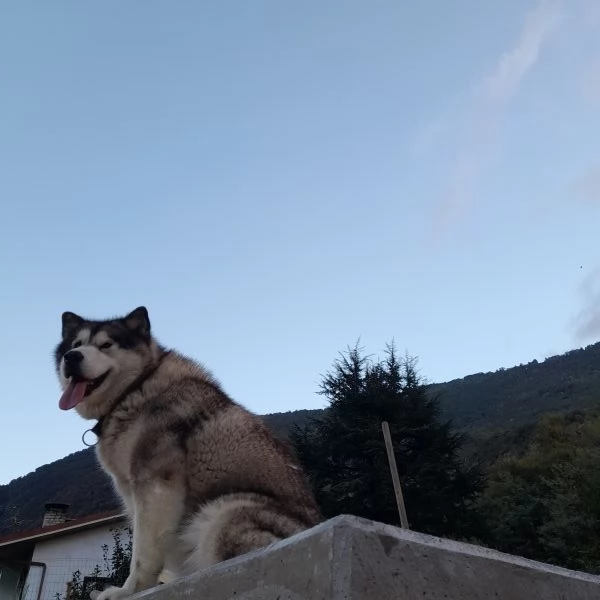 Kira Alaskan Malamute