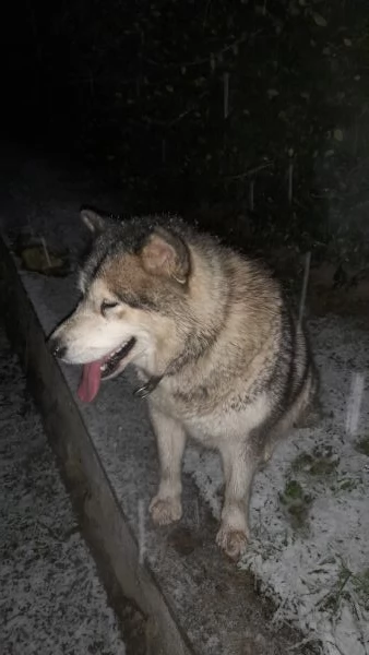 Kira Alaskan Malamute | Foto 1