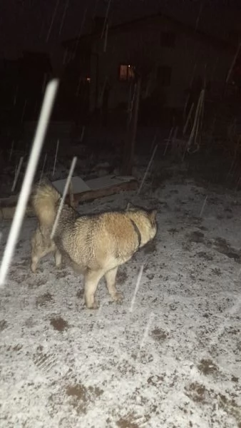 Kira Alaskan Malamute | Foto 0