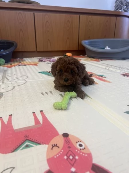 Barboncino toy e nano fulvi red