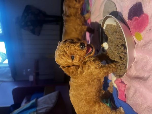 Barboncino toy e nano fulvi red | Foto 5