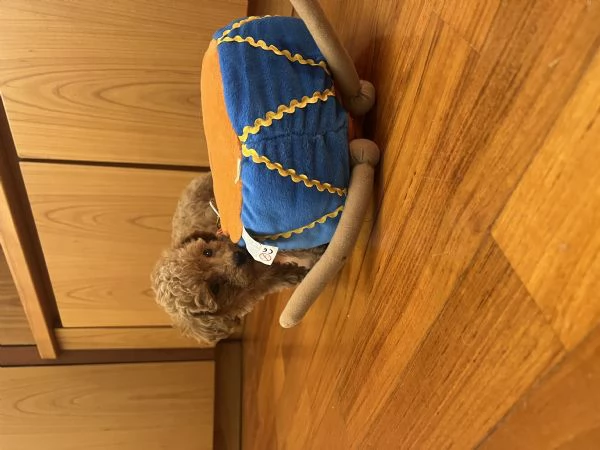 Barboncino toy e nano fulvi red | Foto 4