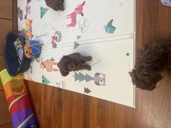 Barboncino toy e nano fulvi red | Foto 3