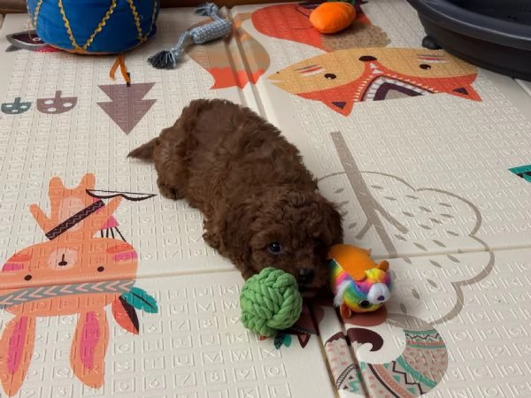 Barboncino toy e nano fulvi red | Foto 2