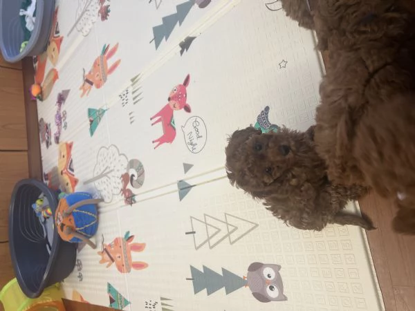 Barboncino toy e nano fulvi red | Foto 1