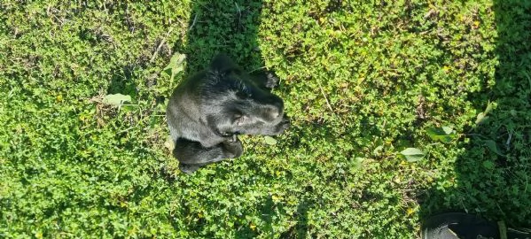 Cucciola pastore tedesco incrocio labrador in regalo  re