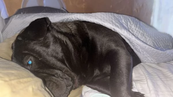 Cani incrocio tra chow chow e bully esotic 