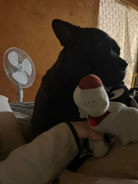 Cani incrocio tra chow chow e bully esotic  | Foto 3