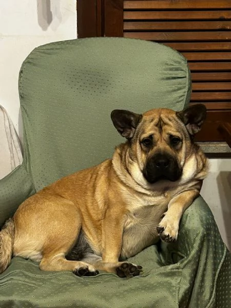 Cani incrocio tra chow chow e bully esotic  | Foto 2