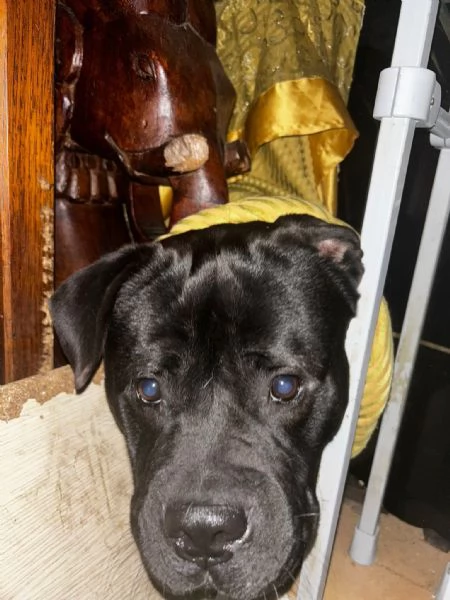 Cani incrocio tra chow chow e bully esotic  | Foto 1