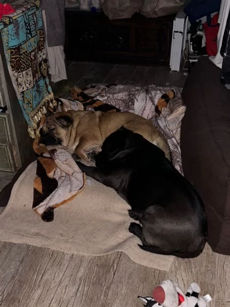 Cani incrocio tra chow chow e bully esotic  | Foto 0