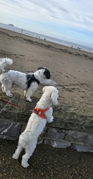 5 bellissimi cuccioli di bichon in adozione | Foto 1