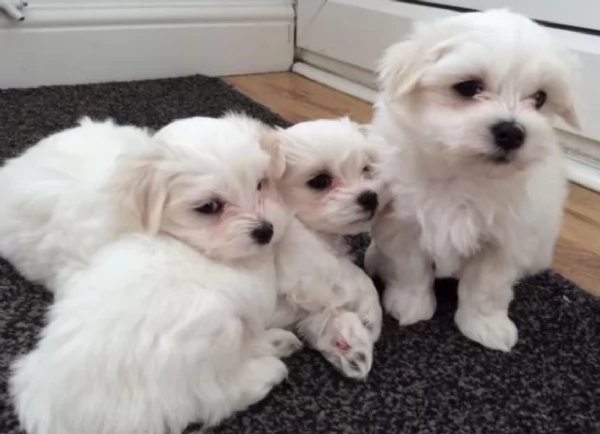 5 bellissimi cuccioli di bichon in adozione | Foto 0