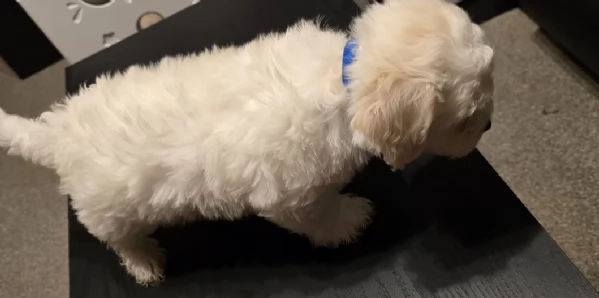 5 camada de bichon in adozione | Foto 3