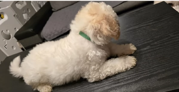 5 camada de bichon in adozione | Foto 1