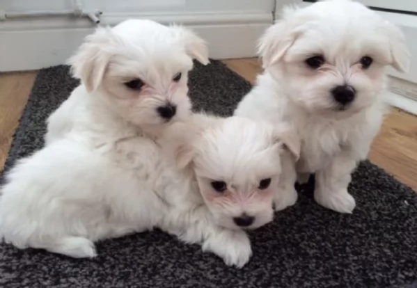 5 bellissimi cuccioli di bichon in adozione | Foto 2