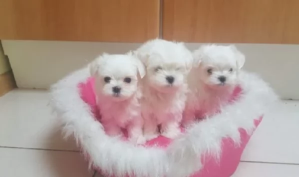 5 bellissimi cuccioli di bichon in adozione
