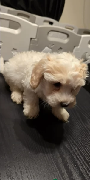 cuccioli di bichon in adozione | Foto 1