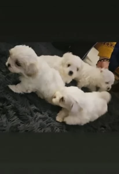cuccioli di bichon in adozione | Foto 0
