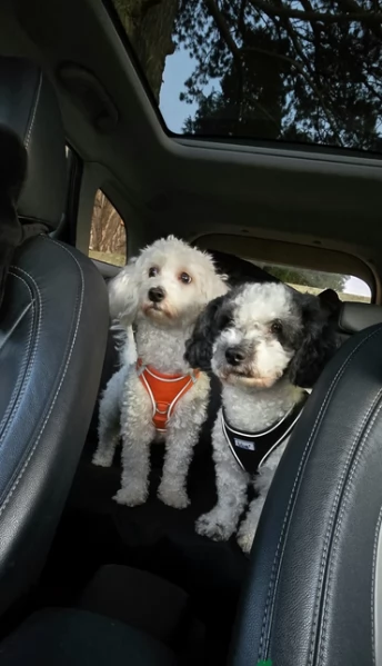 5 bellissimi cuccioli di bichon in adozione | Foto 1