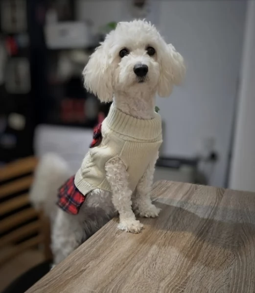 4 bellissimi cuccioli di bichon in adozione | Foto 0