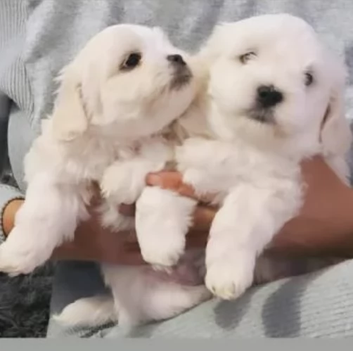 4 bellissimi cuccioli di bichon in adozione