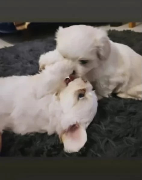 Cuccioli bichon maltesi | Foto 1