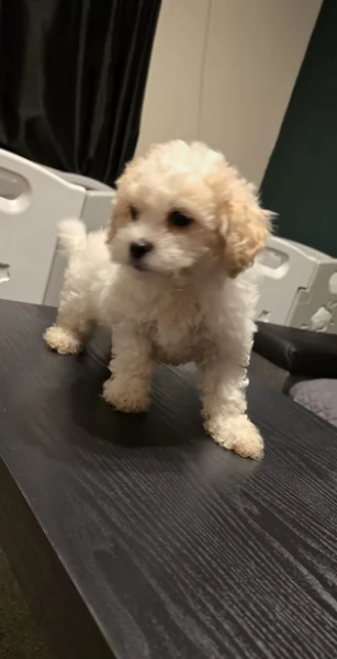 Cuccioli bichon maltesi