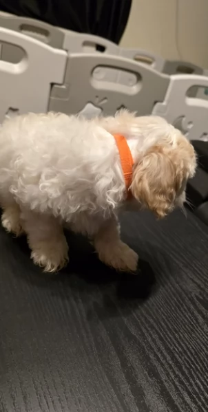 Cuccioli bichon maltesi | Foto 0