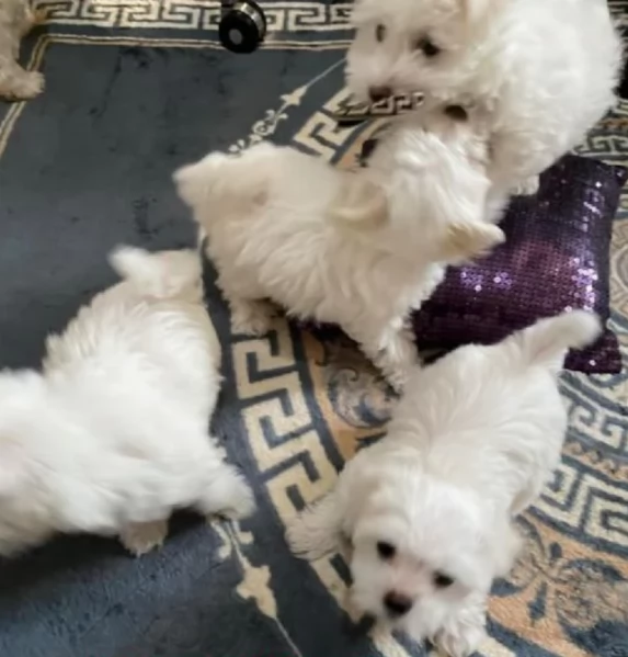 Cuccioli bichon maltesi