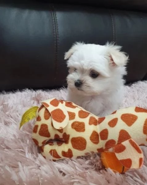 Bellissimi cuccioli di Maltese subito disponibili | Foto 2