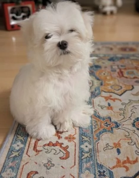 Bellissimi cuccioli di Maltese subito disponibili